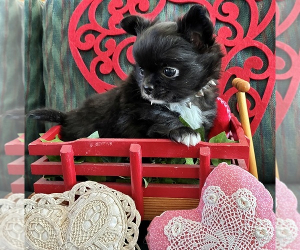 Medium Photo #3 Chihuahua Puppy For Sale in NEWVILLE, PA, USA