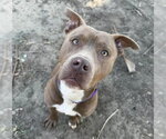 Small #1 Mutt