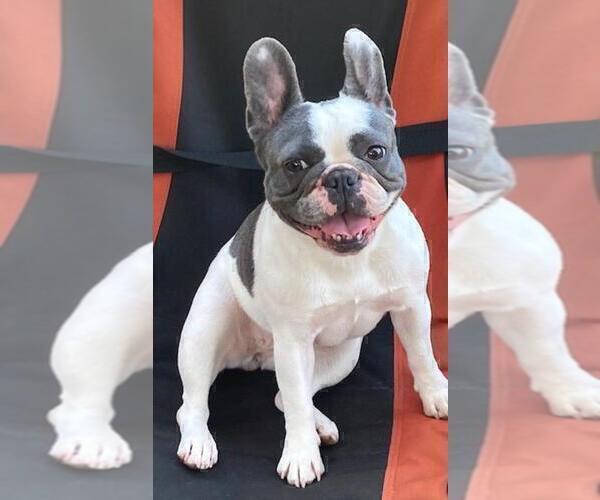 Medium Photo #1 French Bulldog Puppy For Sale in MADISONVILLE, KY, USA