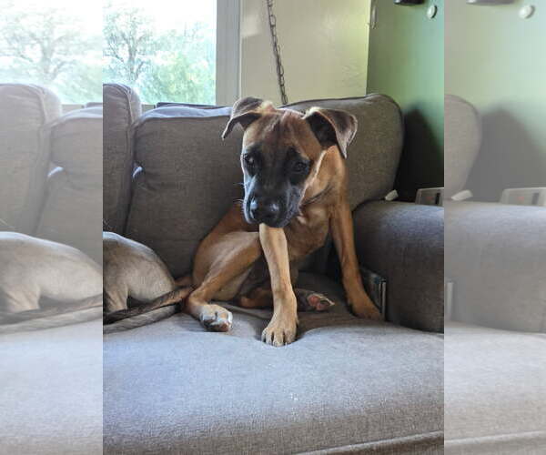 Medium Photo #4 Mutt Puppy For Sale in Fort Collins, CO, USA