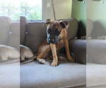 Small Photo #4 Mutt Puppy For Sale in Fort Collins, CO, USA