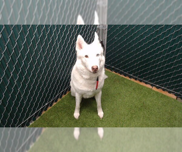 Medium Photo #1 Siberian Husky Puppy For Sale in Downey, CA, USA