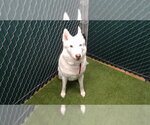 Small Siberian Husky