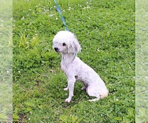 Father of the Poodle (Miniature) puppies born on 06/08/2024