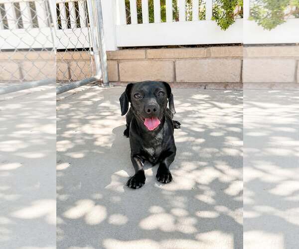 Medium Photo #3 Chiweenie Puppy For Sale in La Verne, CA, USA