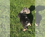 Small #3 English Bulldog