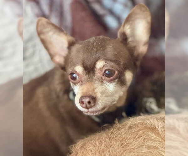 Medium Photo #7 Chipin Puppy For Sale in Princeton, MN, USA