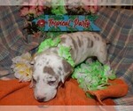 Small Photo #37 Great Dane Puppy For Sale in SPRAGGS, PA, USA