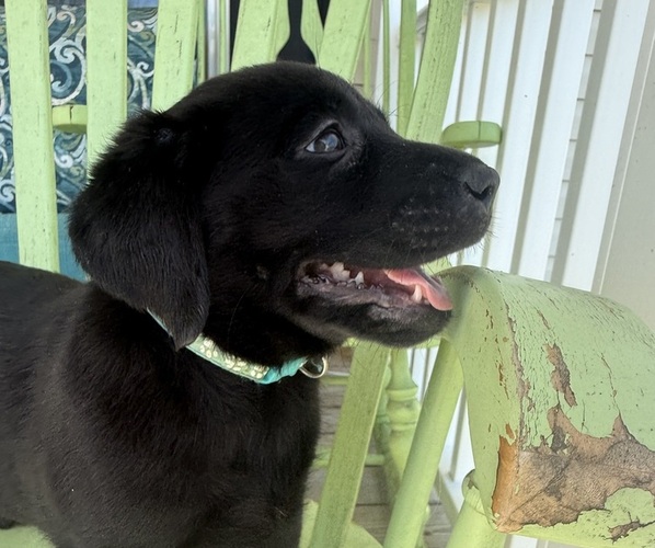 Medium Photo #12 Labrador Retriever Puppy For Sale in SPOTSYLVANIA, VA, USA
