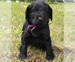 Puppy 9 Labradoodle