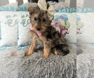 Poodle (Toy)-Yorkshire Terrier Mix Puppy for Sale in BEECH GROVE, Indiana USA