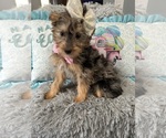 Image preview for Ad Listing. Nickname: Merle yorkipoo