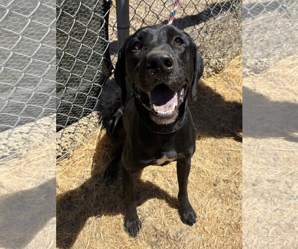 Medium Photo #5 Labrador Retriever-Unknown Mix Puppy For Sale in San Diego, CA, USA