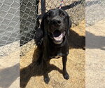 Small #4 Labrador Retriever Mix