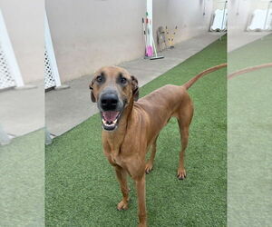 Gavyn - Male Doberman Pinscher-Great Dane Mix Dog for Adoption - Photo #2
