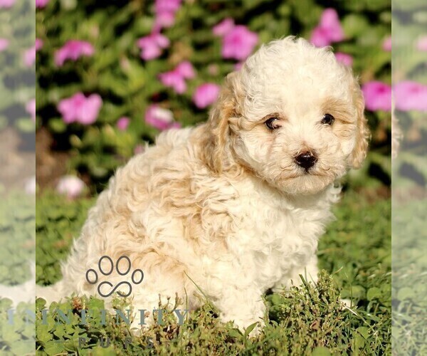 Medium Photo #2 Cavapoo Puppy For Sale in QUARRYVILLE, PA, USA