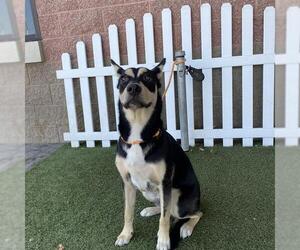 German Shepherd Dog-Unknown Mix Dogs for adoption in Modesto, CA, USA