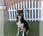 A614594 - Male German Shepherd Dog-Unknown Mix Dog for Adoption - Small photo