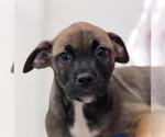 Small American Staffordshire Terrier-Weimaraner Mix