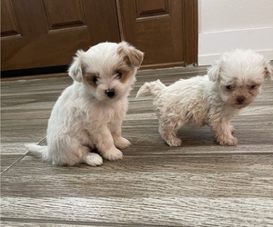 Maltipoo Puppy for sale in APPLE VALLEY, CA, USA