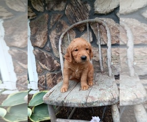 Medium Golden Retriever