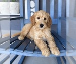Small #3 Goldendoodle