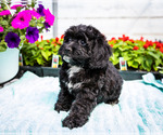 Small Photo #7 Cockapoo Puppy For Sale in WAKARUSA, IN, USA