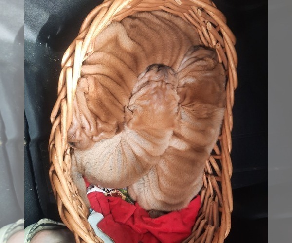 Medium Photo #12 Chinese Shar-Pei Puppy For Sale in SOMERSET, KY, USA