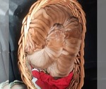 Small #11 Chinese Shar-Pei