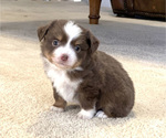 Small Photo #3 Miniature Australian Shepherd Puppy For Sale in BEATTY, OR, USA