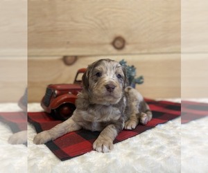 Aussiedoodle Miniature  Puppy for sale in SALEM, MO, USA