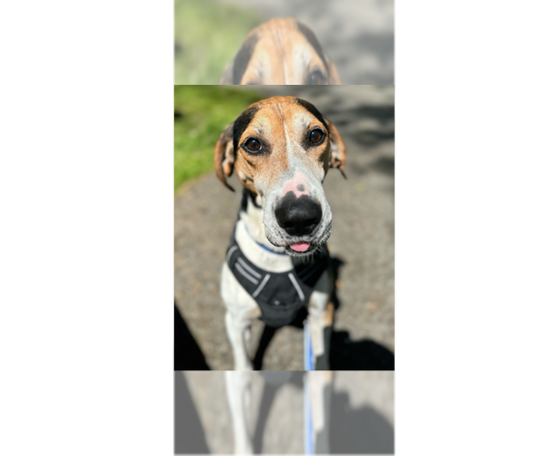 Medium Photo #5 Treeing Walker Coonhound-Unknown Mix Puppy For Sale in Greenbelt, MD, USA