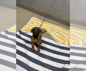Mutt Dogs for adoption in Las Vegas, NV, USA