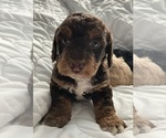 Small Miniature Labradoodle