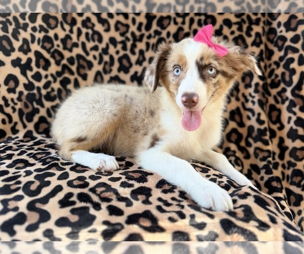 Medium Photo #3 Australian Shepherd Puppy For Sale in LAKELAND, FL, USA