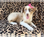 Small #2 Australian Shepherd