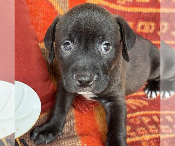 Medium Photo #4 Labrador Retriever-Unknown Mix Puppy For Sale in San Diego, CA, USA