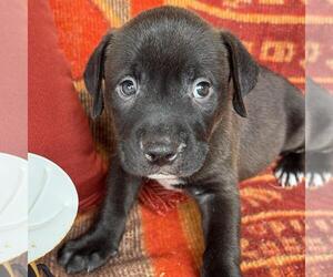 Justice Pup - Judge - Female Labrador Retriever-Unknown Mix Dog for Adoption - Photo #4