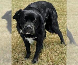 Mutt Dogs for adoption in Akron, OH, USA