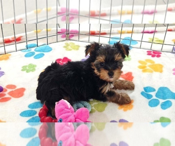 Medium Photo #6 Yorkshire Terrier Puppy For Sale in ORO VALLEY, AZ, USA