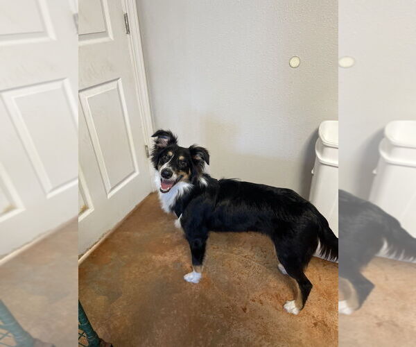 Medium Photo #1 Border-Aussie Puppy For Sale in Bolivar, MO, USA