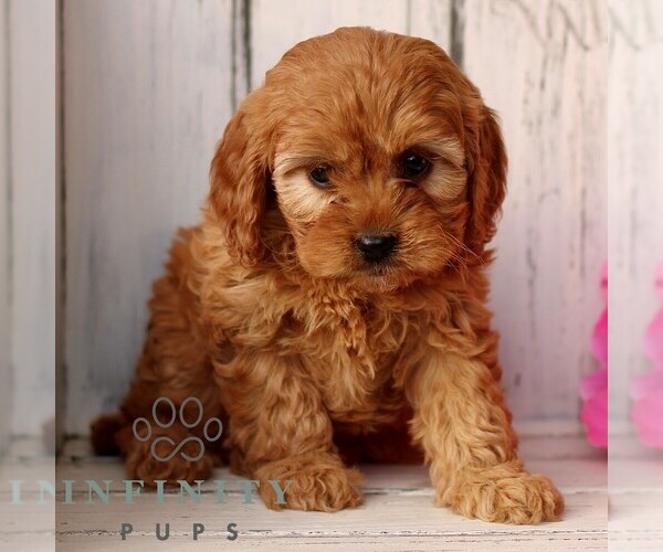 Medium Photo #1 Cavapoo (Miniature) Puppy For Sale in NEW HOLLAND, PA, USA