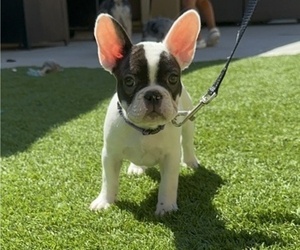 French Bulldog Puppy for sale in STOCKTON, CA, USA