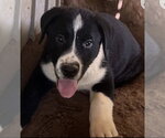 Small Bernese Mountain Dog Mix