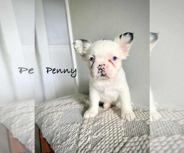 Medium Photo #1 French Bulldog Puppy For Sale in AVON, IN, USA