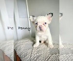 Image preview for Ad Listing. Nickname: Penny