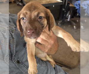 Labrador Retriever Dogs for adoption in Brooklyn Center, MN, USA