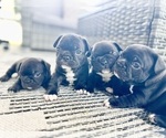 Small #7 French Bulldog