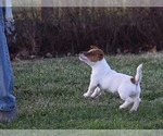 Small Photo #6 Jack Russell Terrier Puppy For Sale in APPLE GROVE, WV, USA