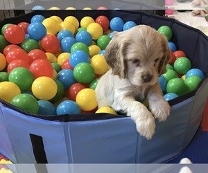 Medium Cocker Spaniel